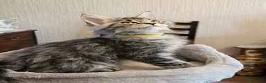 Maine Coon 1