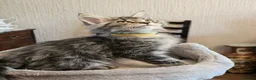 Maine Coon cats for sale: Maine Coon kittens  - Advert 8