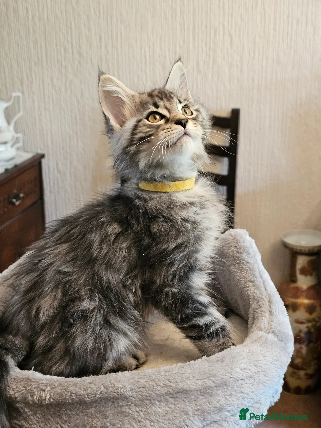 Maine Coon cats for sale: Maine Coon kittens  - Advert 8