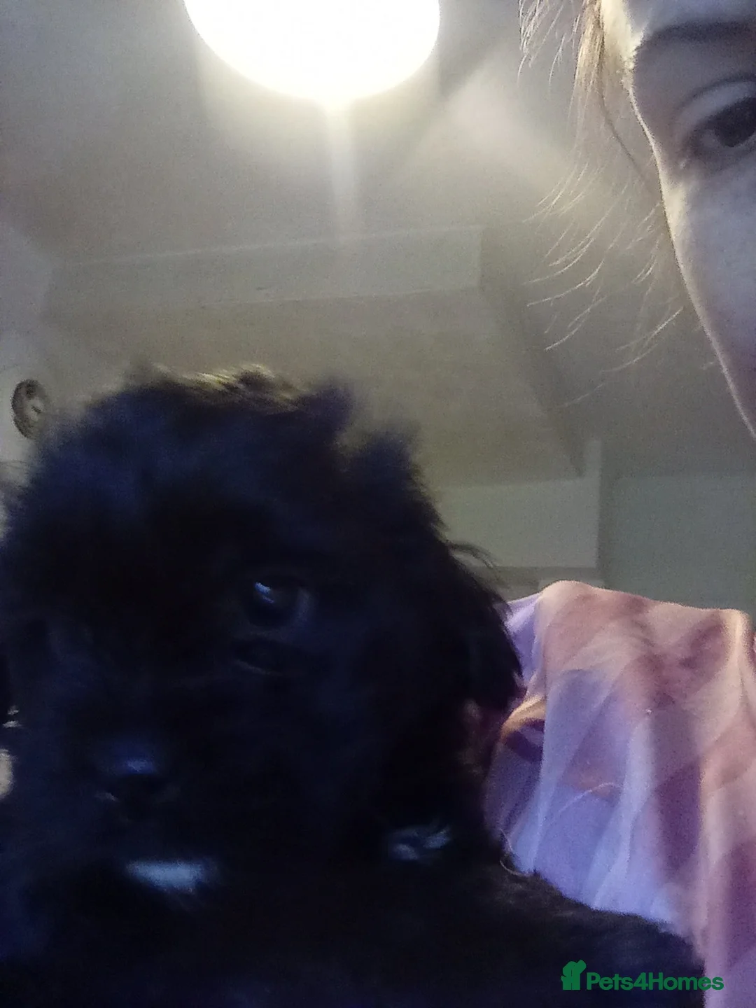 Patterdale Terrier dogs for sale: Patterdale terrier for sale  - Advert 7