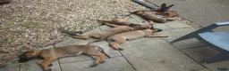 Mixed Breed dogs for sale: German Shepherd x in Sunderland - Advert 13
