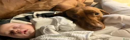 Hungarian Vizsla dogs for sale: Beautiful KC Registered Hungarian Vizsla puppies  in Blackburn - Advert 18