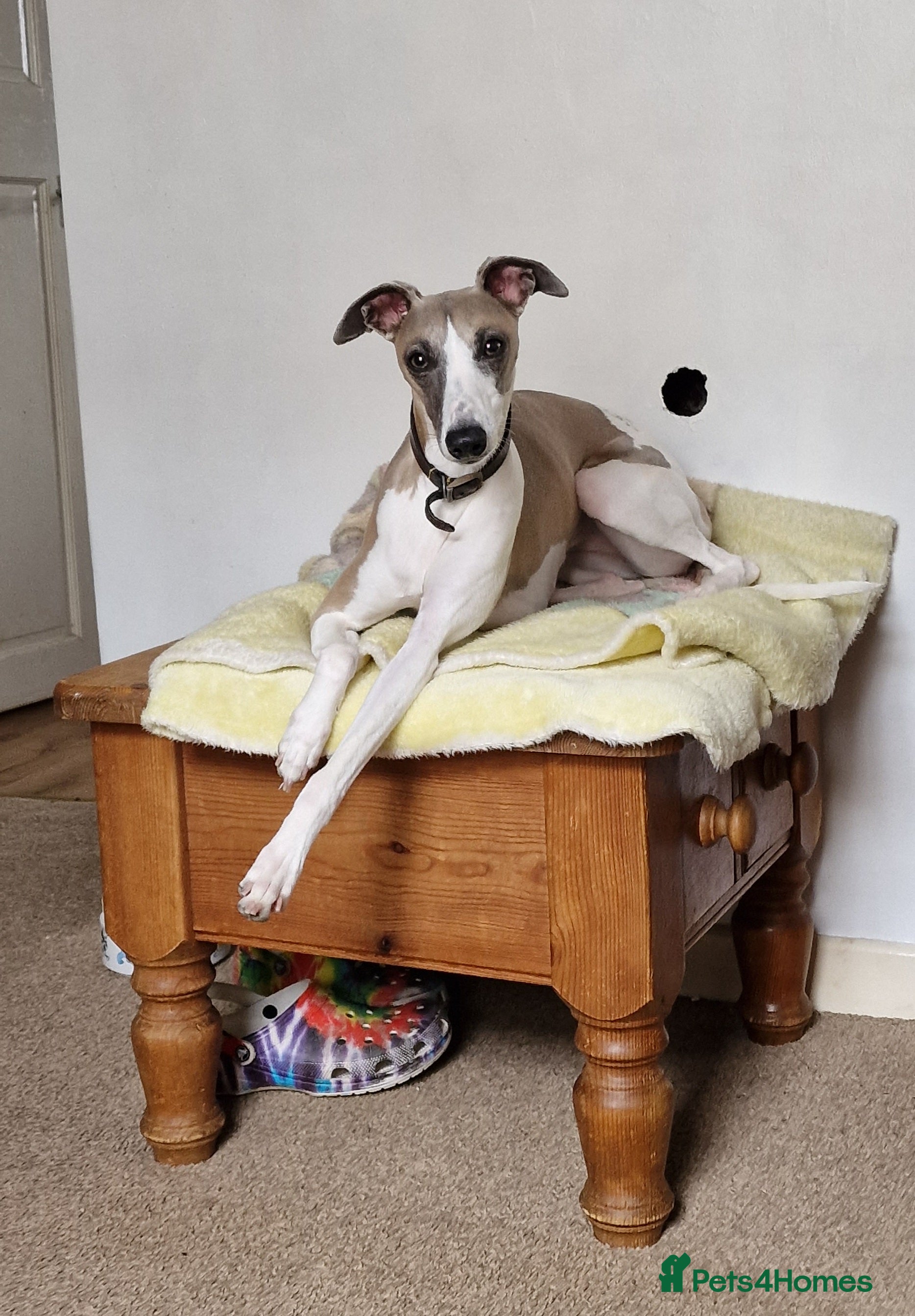 Whippet dogs Whippet puppies  - Advert 9