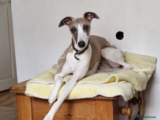 Whippet dogs Whippet puppies - Advert 9