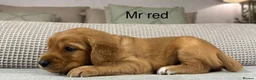 Goldendoodle dogs for sale: HEREDITARY HEALTH TESTED MUM. DNA TESTED DAD - Advert 24