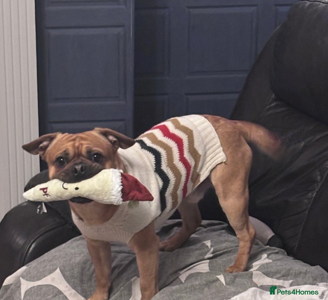 Mixed Breed dogs for sale: Beautiful frenchie cross - Image 3