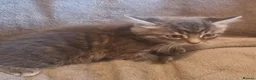 British Shorthair cats for sale: Beautiful Tabby and grey Tabby kittens  - Advert 7