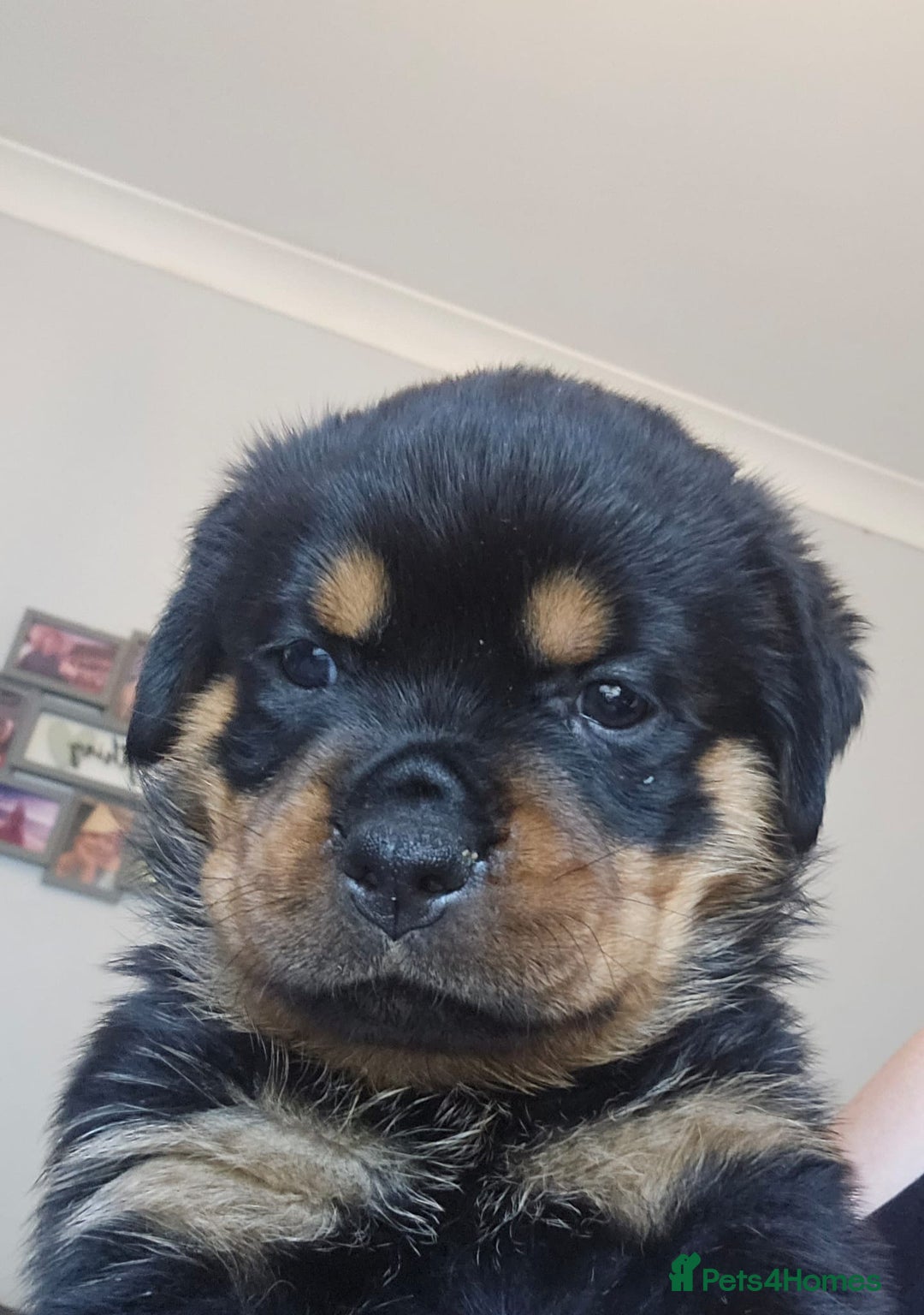Rottweiler dogs for sale: Beautiful rottweiler puppies - Image 9