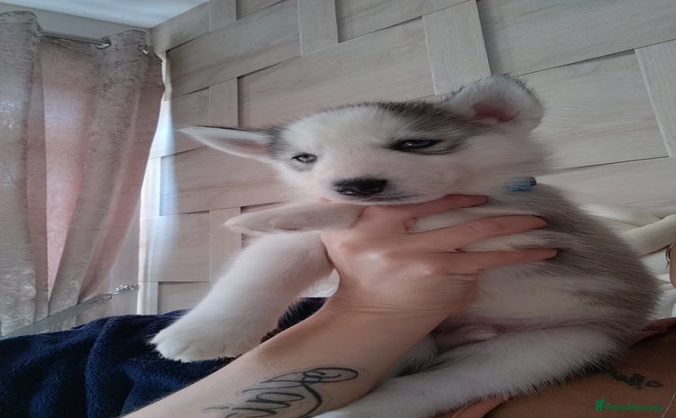 Siberian Husky dogs - Advert 9