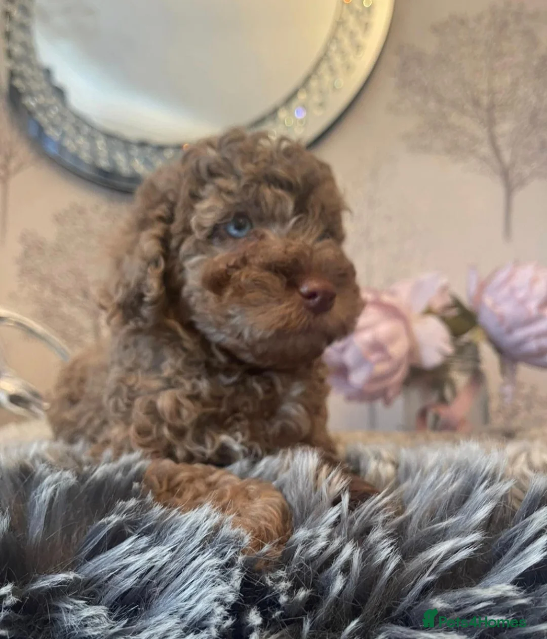 Poodle dogs for stud:  CHOCOLATE MERLE PHANTOM CARRYING PARTI in Todmorden - Advert 18
