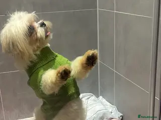 Mixed Breed dogs Bonbon - Advert 2