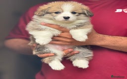Welsh Corgi Pembroke dogs for sale:  Corgi Pembroke puppies available to loving homes - Image 15