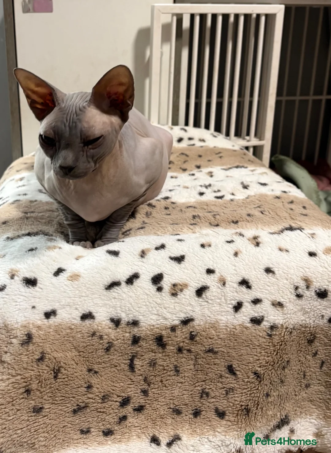 Sphynx cats for sale: 17 week old Sphynx  - Advert 7