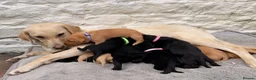 Labrador Retriever dogs for sale: One lovely red fox boy still available  - Advert 3