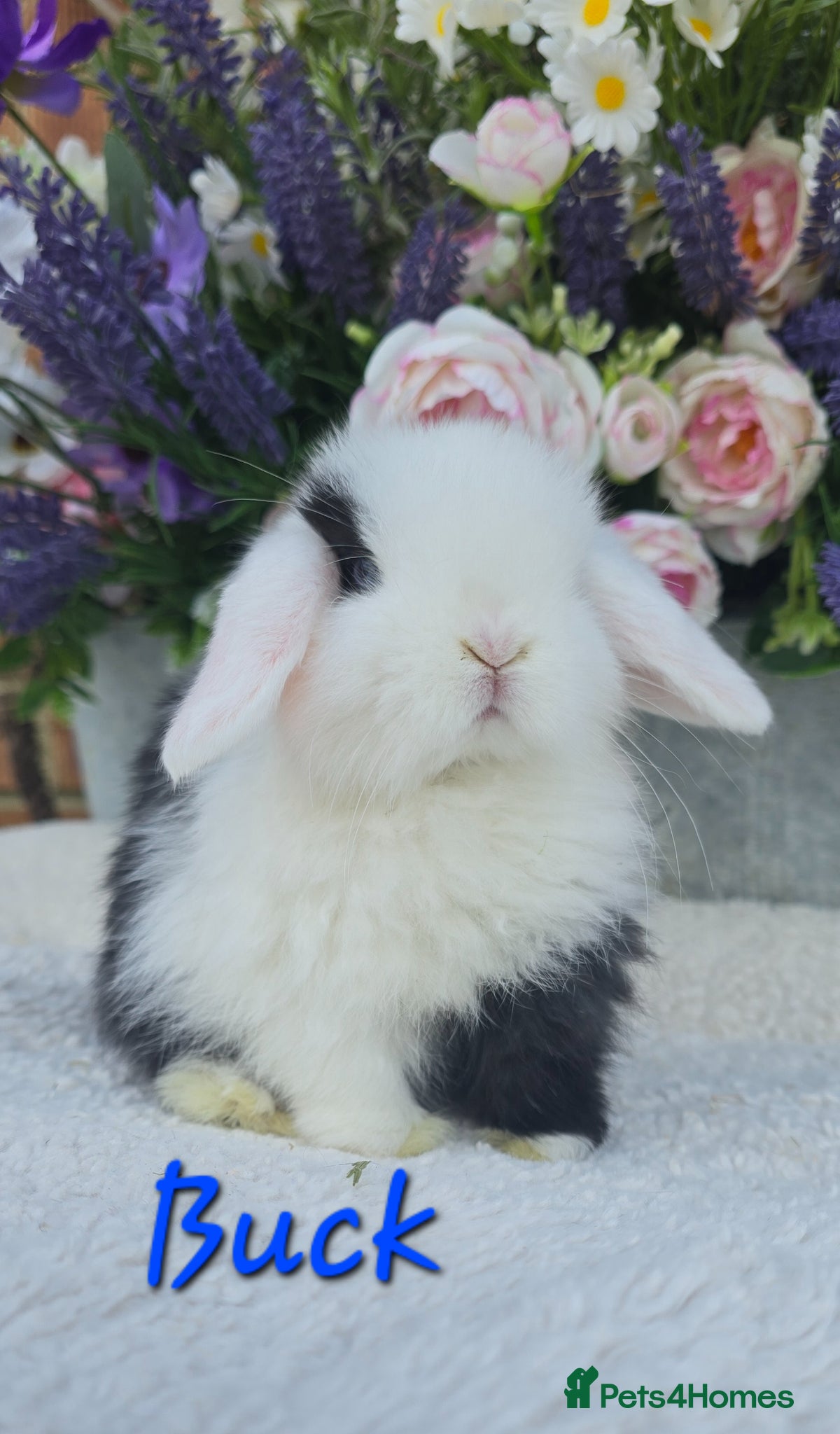 Mini Lop rabbits Beautiful quality mini lops - Advert 1