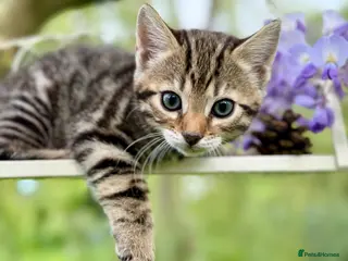 Bengal cats Beautiful Bengal kittens - Advert 2