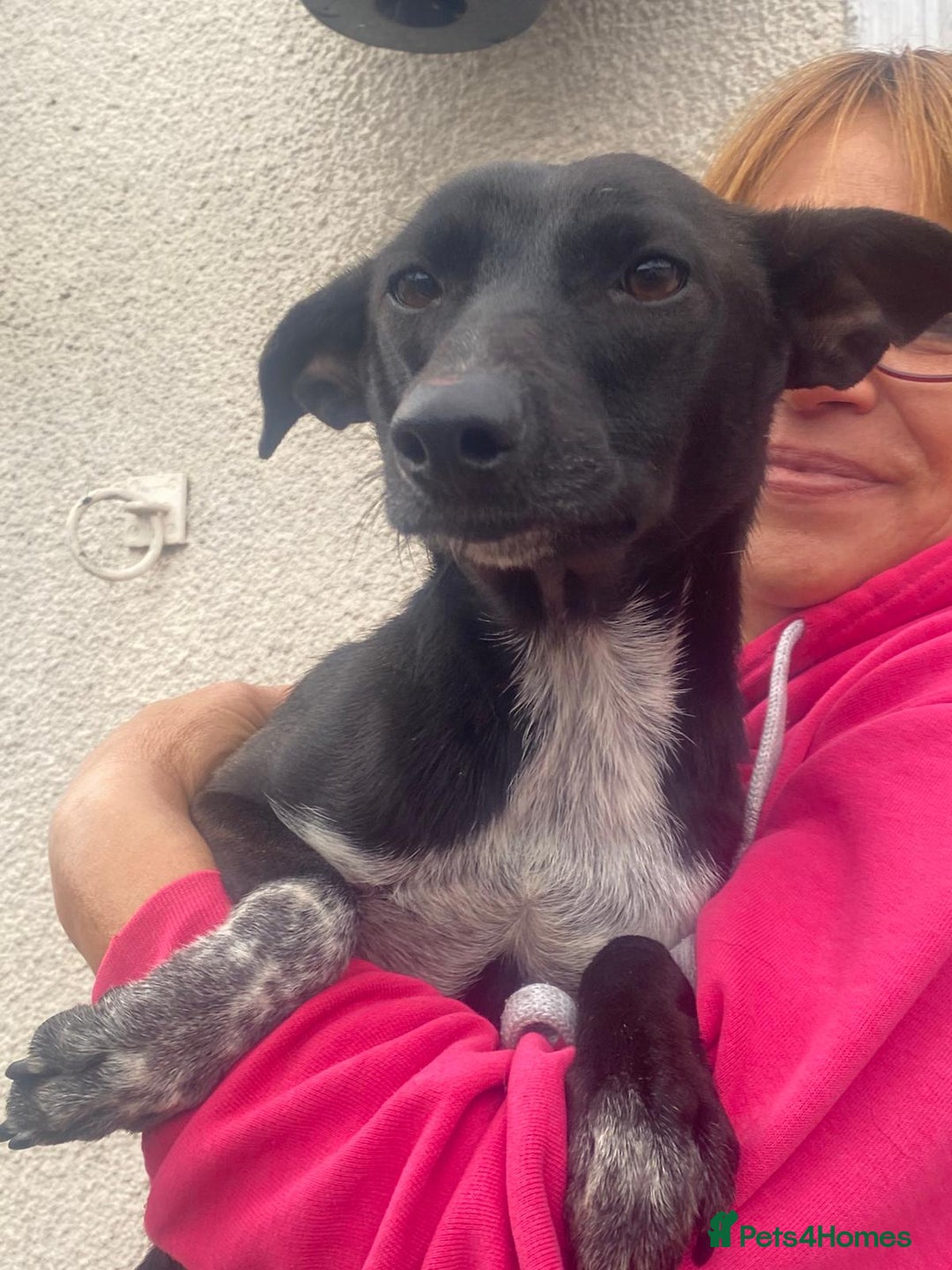 Mixed Breed dogs for adoption: Meet KATIA, a Gentle Little Girl for a Loving Home - Image 1
