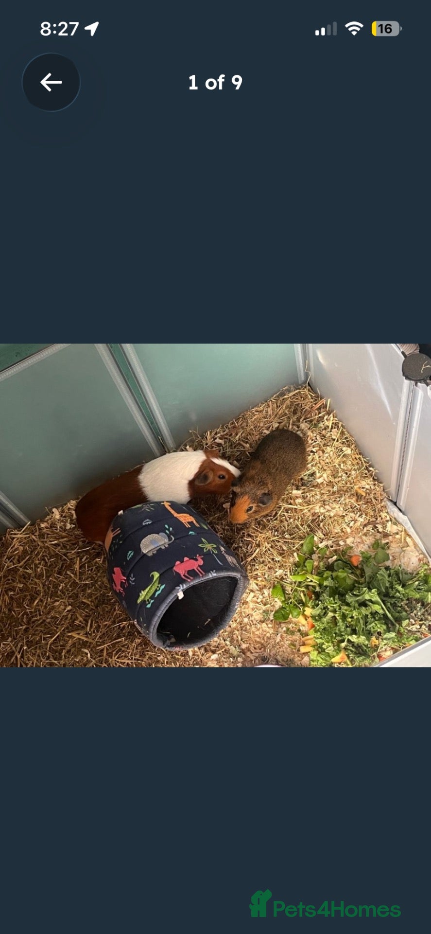 Guinea Pig rodents 2 male Guinea pigs and massive set up  - Advert 2