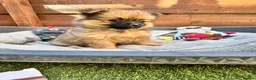 Pomeranian dogs for sale: ✨🐶 9  Beautiful Pomeranian Puppies  - Advert 24