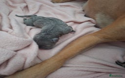 Staffordshire Bull Terrier dogs for sale: Staffy pups ready 26th august 2 brindle 3 blue - Image 13