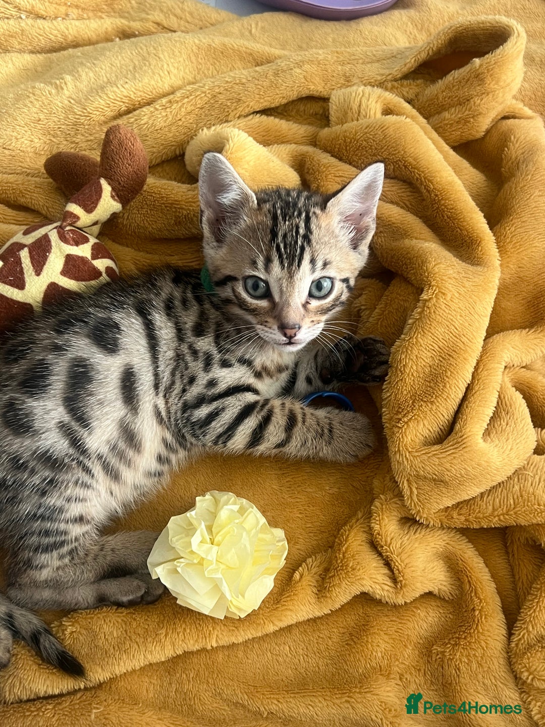 Bengal cats for sale: Three Bengals Ready to go 🩶🖤🤍 - Image 10