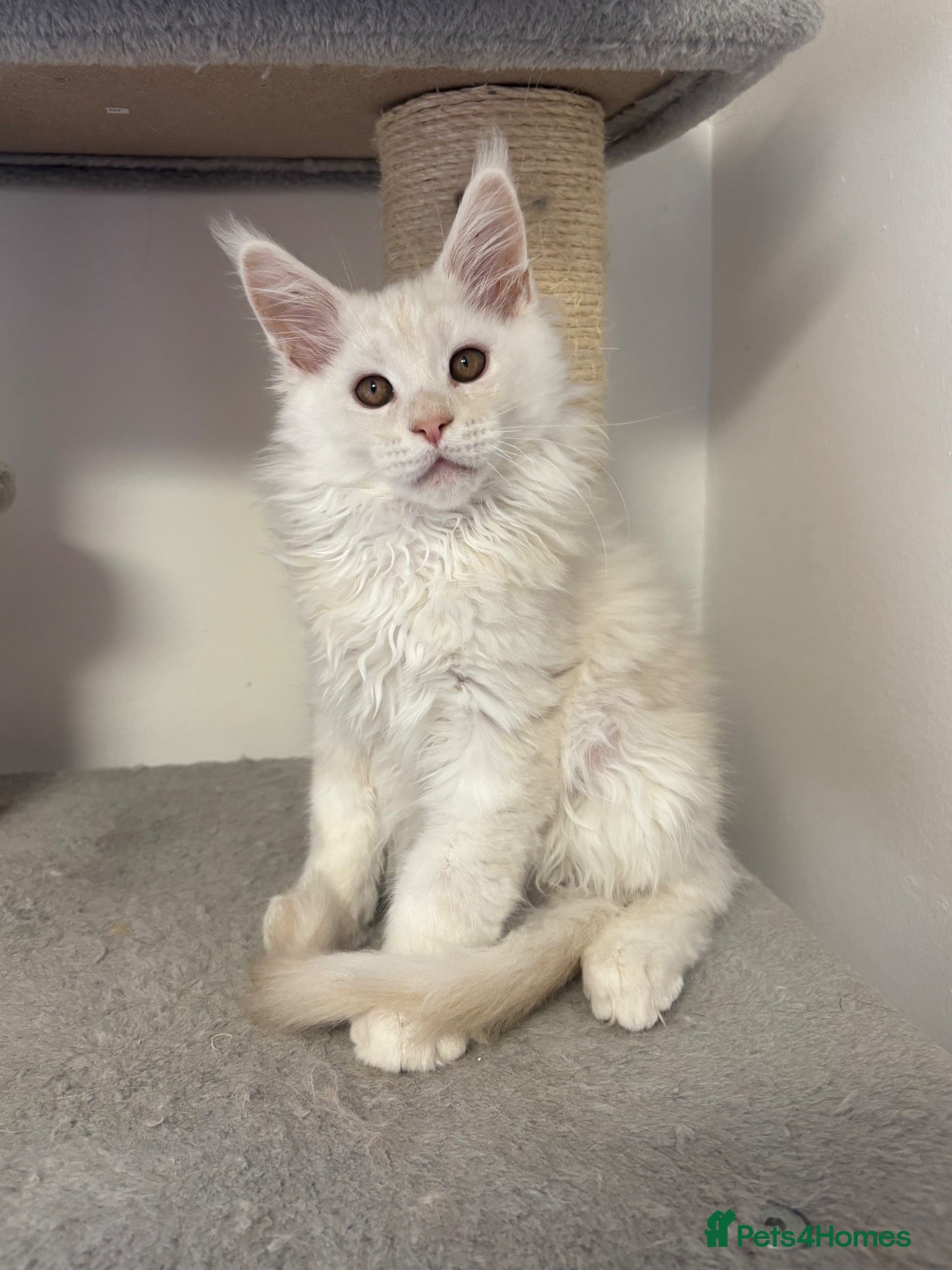 Maine Coon cats Stunning litter of Maine coon babies!  - Advert 13