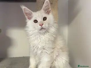Maine Coon cats Stunning litter of Maine coon babies! - Advert 13