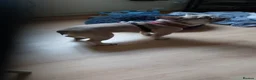 French Bulldog dogs for sale: Pablo - Advert 2