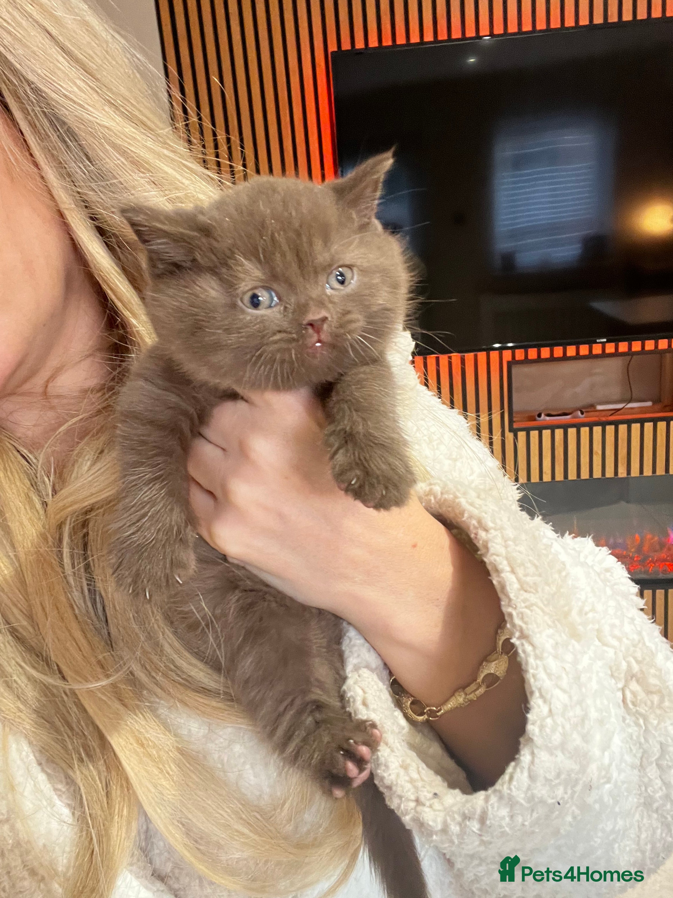 British Shorthair cats cinnamon male ready now 🥇  - Advert 15
