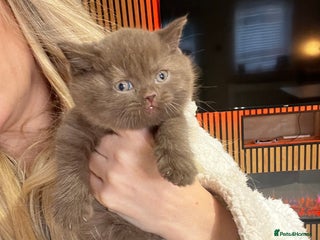British Shorthair cats cinnamon male ready now 🥇 - Advert 15