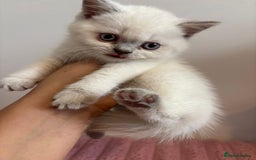 British Shorthair cats for sale: British short hair  - Image 6