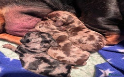 Miniature Dachshund dogs for sale: Absolutely stunning, very healthy dapple dachshund - Image 9