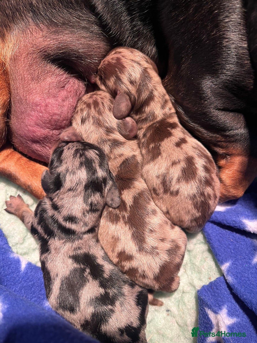 Miniature Dachshund dogs for sale: Absolutely stunning, very healthy dapple dachshund - Image 9