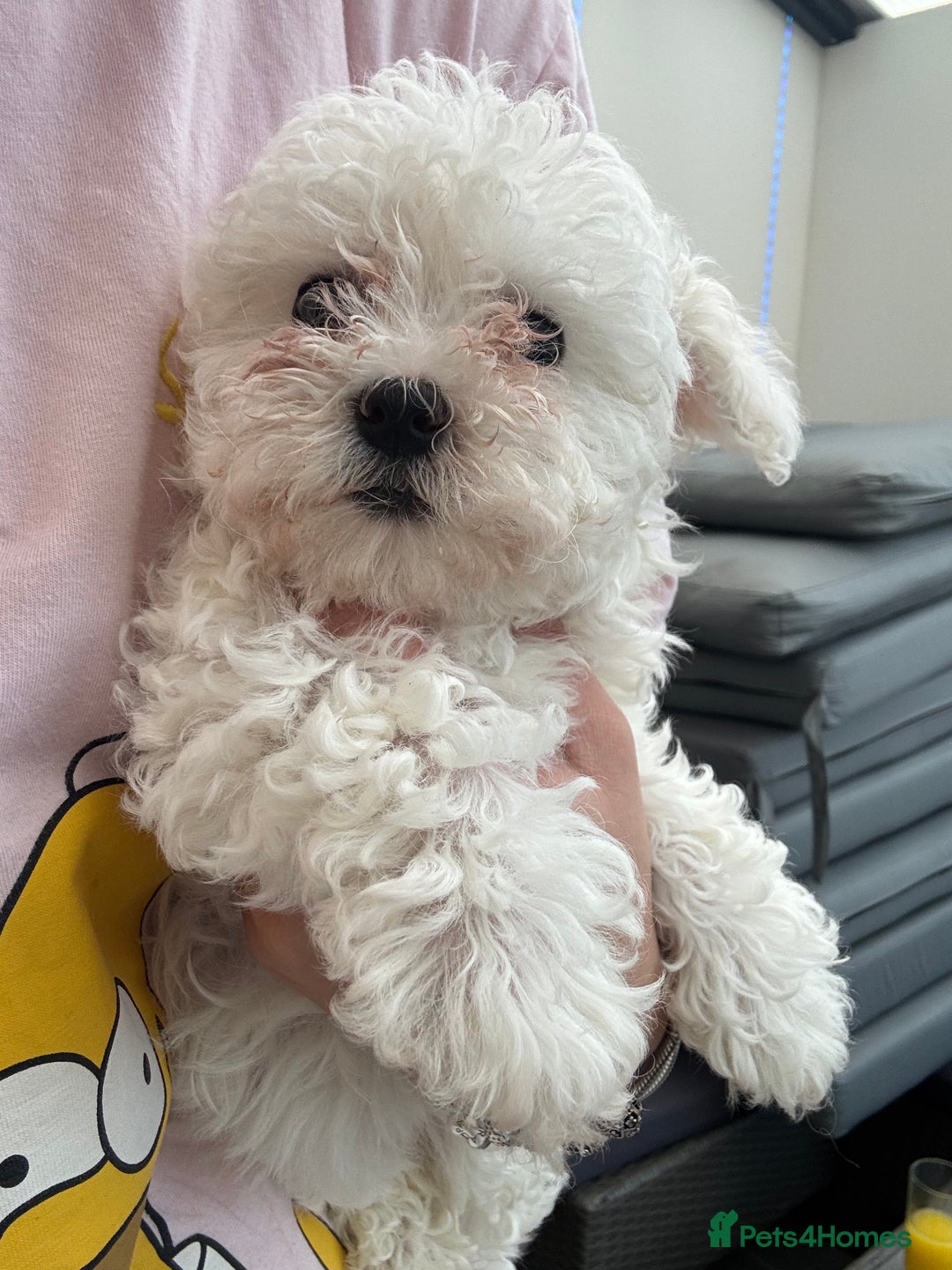 Maltese dogs for sale: Adorable Bichon Maltese Female Puppy - Advert 2
