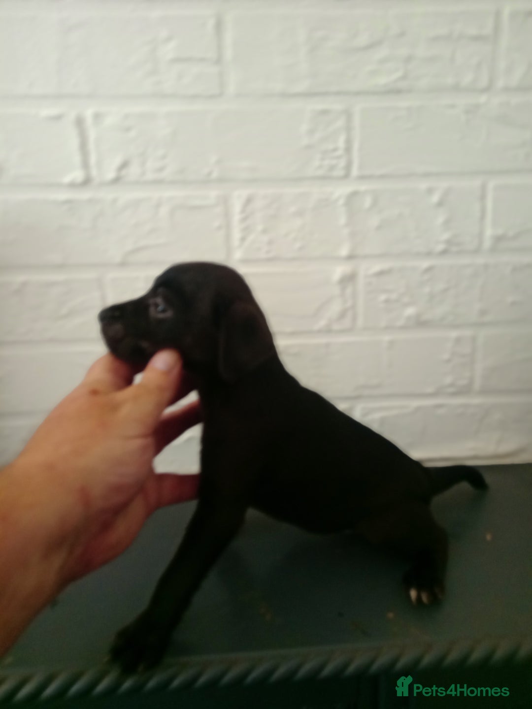 Patterdale Terrier dogs for sale: Patterdale pups for sale ready now - Image 26
