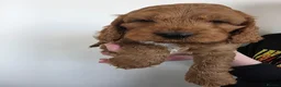 Cockapoo dogs for sale: Stunning f1 fox red cockapoos  - Advert 18