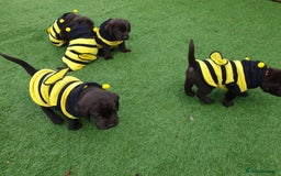 Labrador Retriever dogs for sale: Chocolate Labradors by FLASHMOUNT TENOR of TAGABEA - Image 6