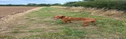 Hungarian Vizsla dogs for sale: KC registered Hungarian Vizsla puppies in Aberlour - Advert 7