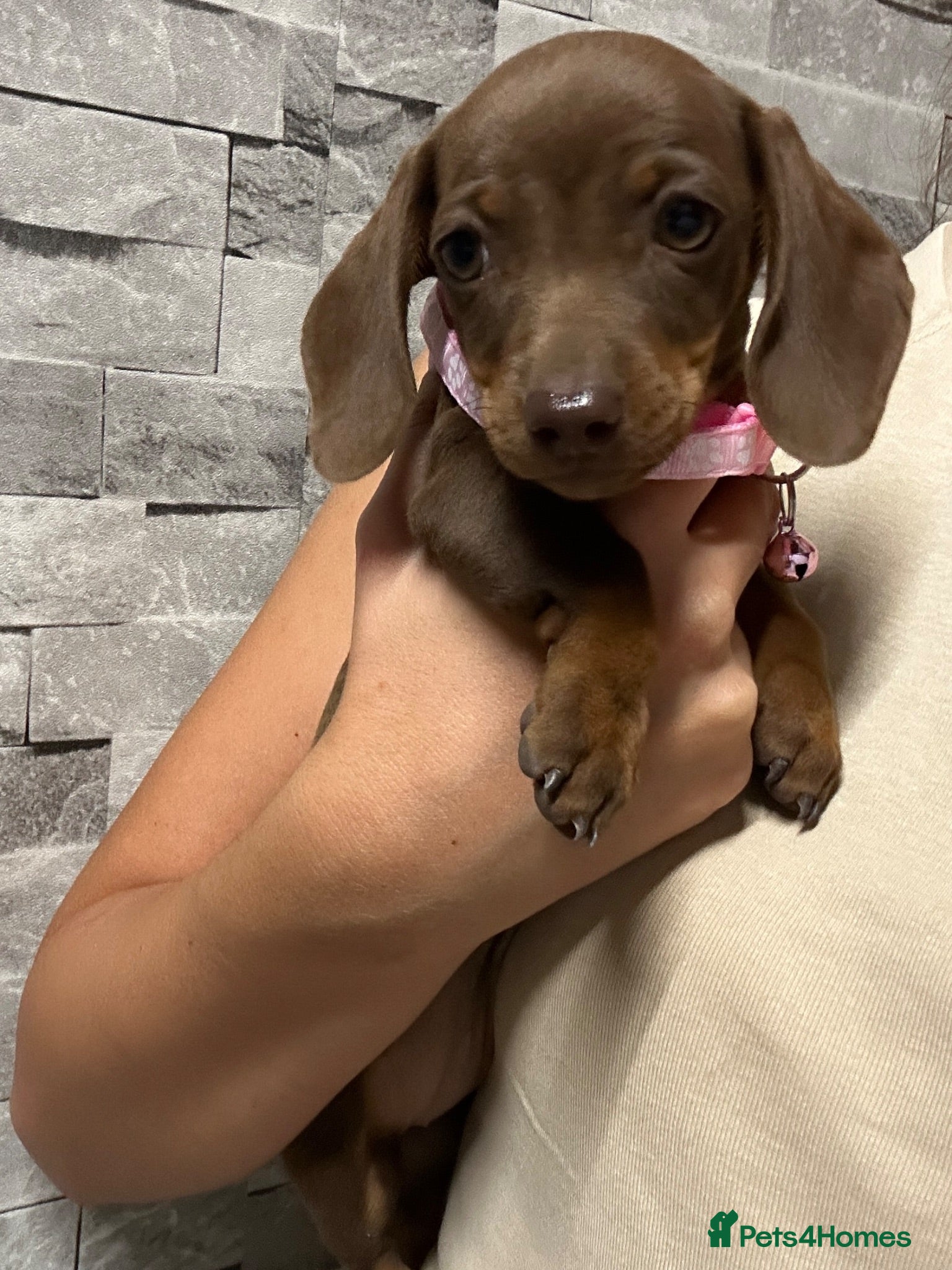 Miniature Dachshund dogs Miniature dachshund puppies  - Advert 2