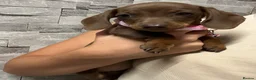 Miniature Dachshund dogs for sale: Miniature dachshund puppies  - Advert 2