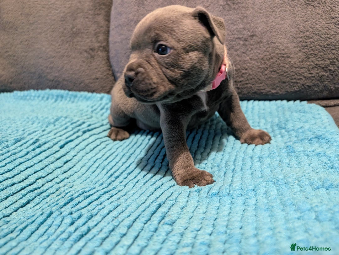 Staffordshire Bull Terrier dogs for sale: KC registered beautiful staffies puppies to sell - Advert 13