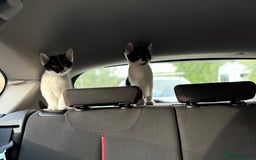 Bengal cats for sale: 3 kittens for sale  - Image 10