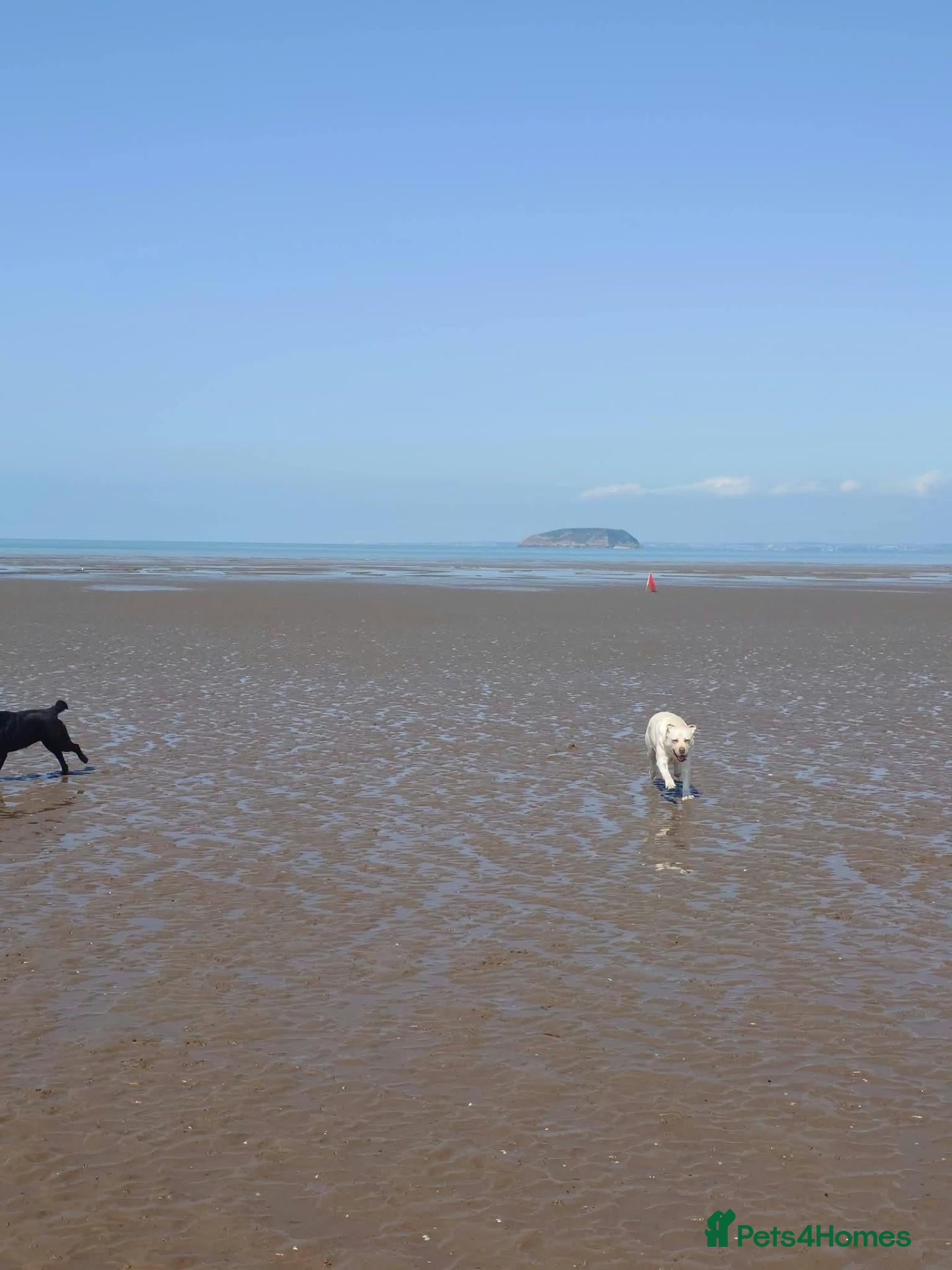 Labrador Retriever dogs Superb Pedigree KC Registered Labrador Puppies - Advert 2