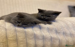 British Shorthair cats for sale: GCCF BRITISH SHORTHAIR KITTENS - Image 7