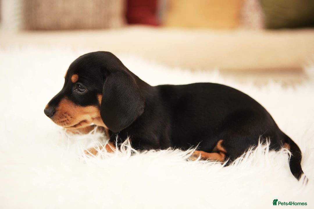 Miniature Dachshund dogs for sale: Miniature dachshund puppies, family bred - Image 6