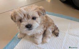 Mixed Breed dogs for sale: Lhasa Apso puppies in Kent - Image 29