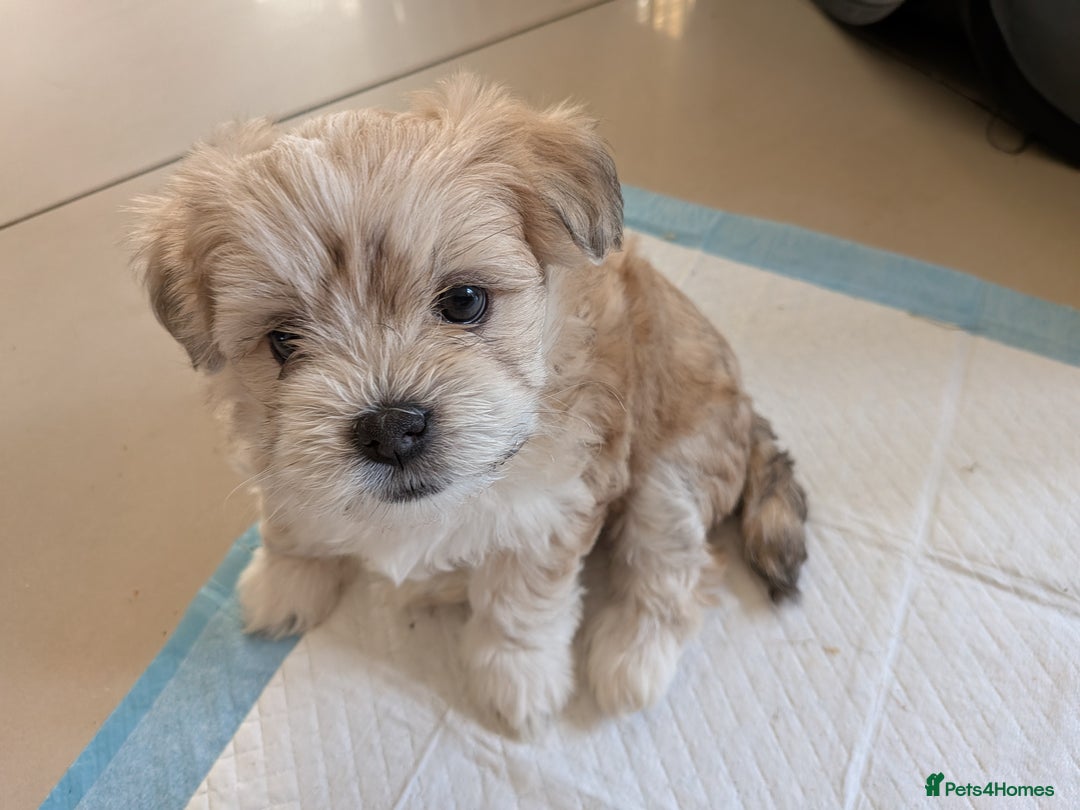 Mixed Breed dogs for sale: Lhasa Apso puppies in Kent - Image 29
