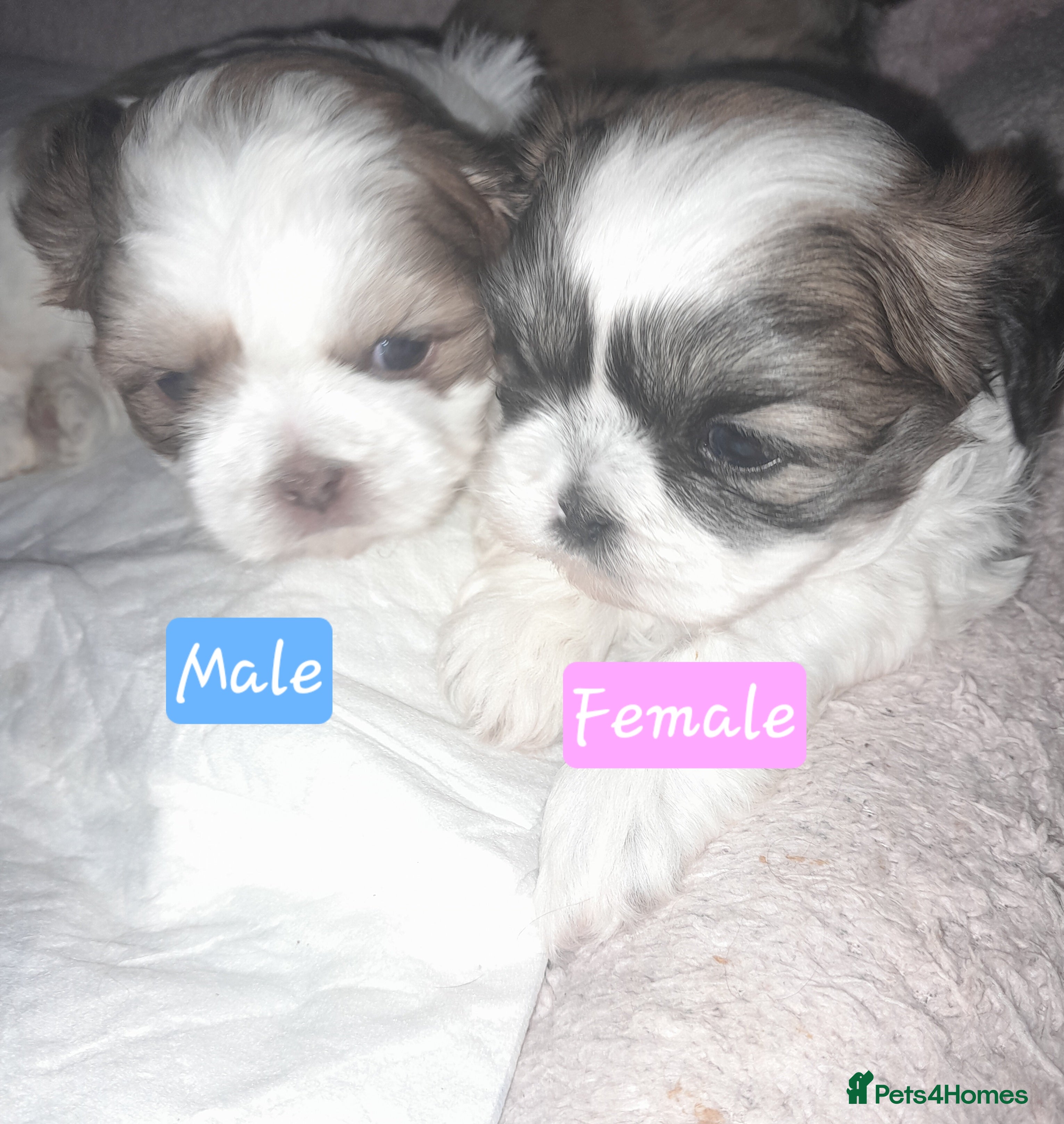 Shih Tzu dogs Shih tzu puppies 🐶🐾 - Advert 1