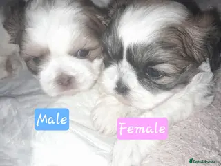 Shih Tzu dogs Shih tzu puppies 🐶🐾 - Advert 1