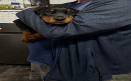 Mixed Breed dogs for sale: Rottie/ bloodhound mix - Image 1